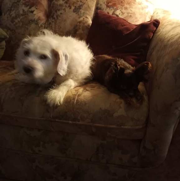 Meet your Posher, Lisa - Picture 1 of 1